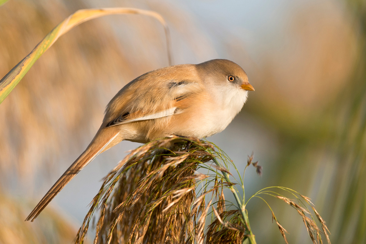 Bearded Reedling