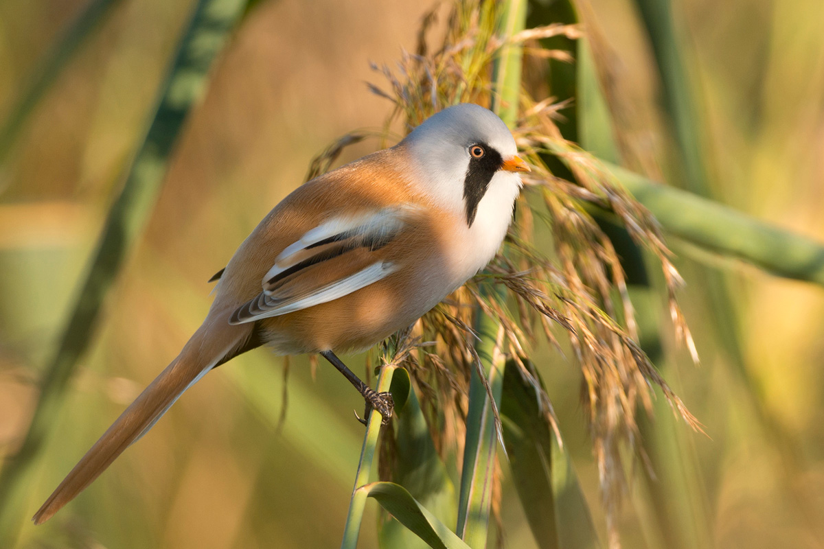 Bearded Reedling