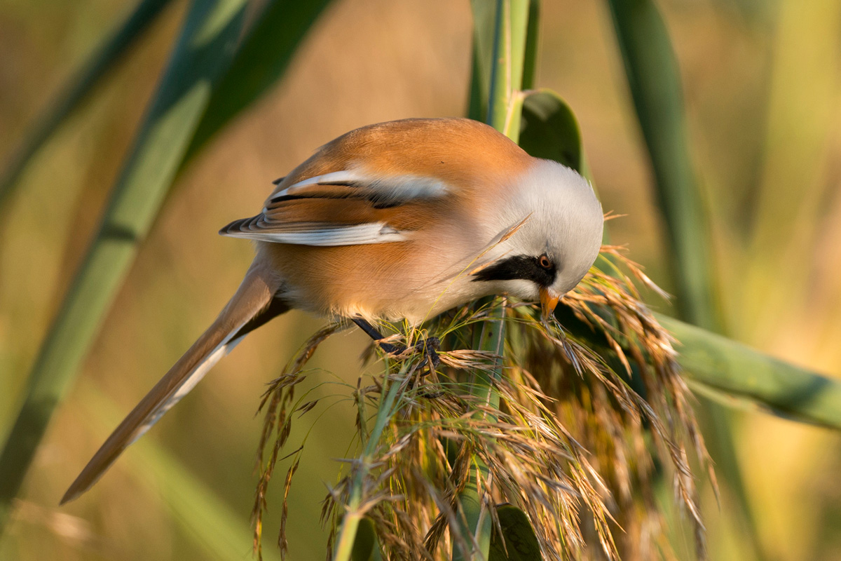 Bearded Reedling