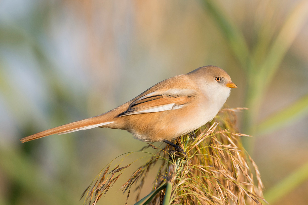 Bearded Reedling