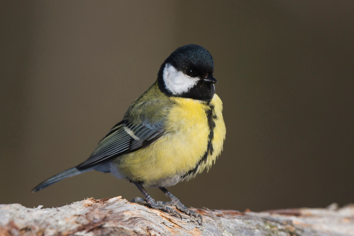 Great Tit