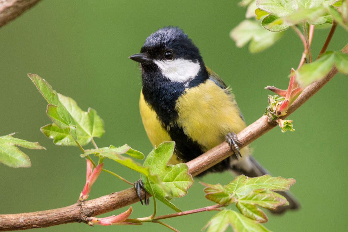 Great Tit