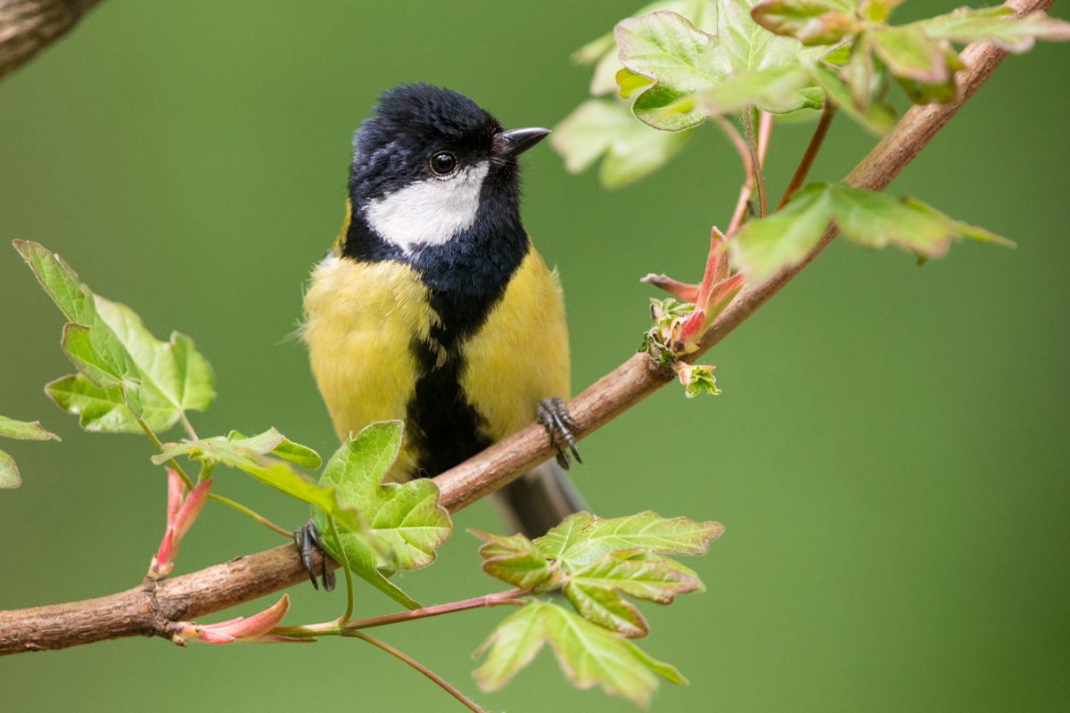 Great Tit