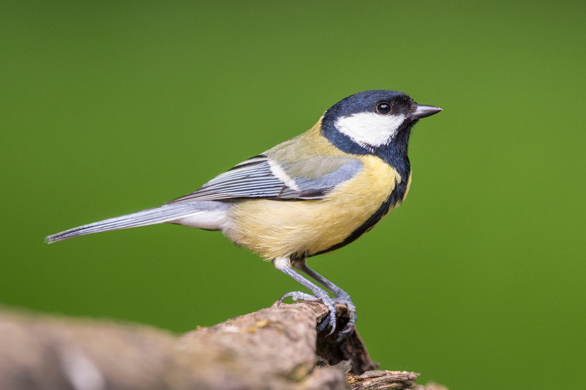 Great Tit