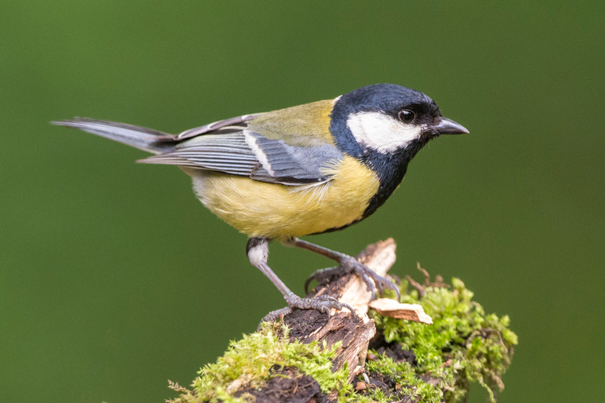 Great Tit