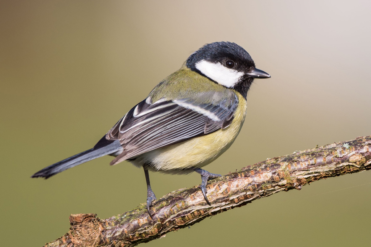 Great Tit