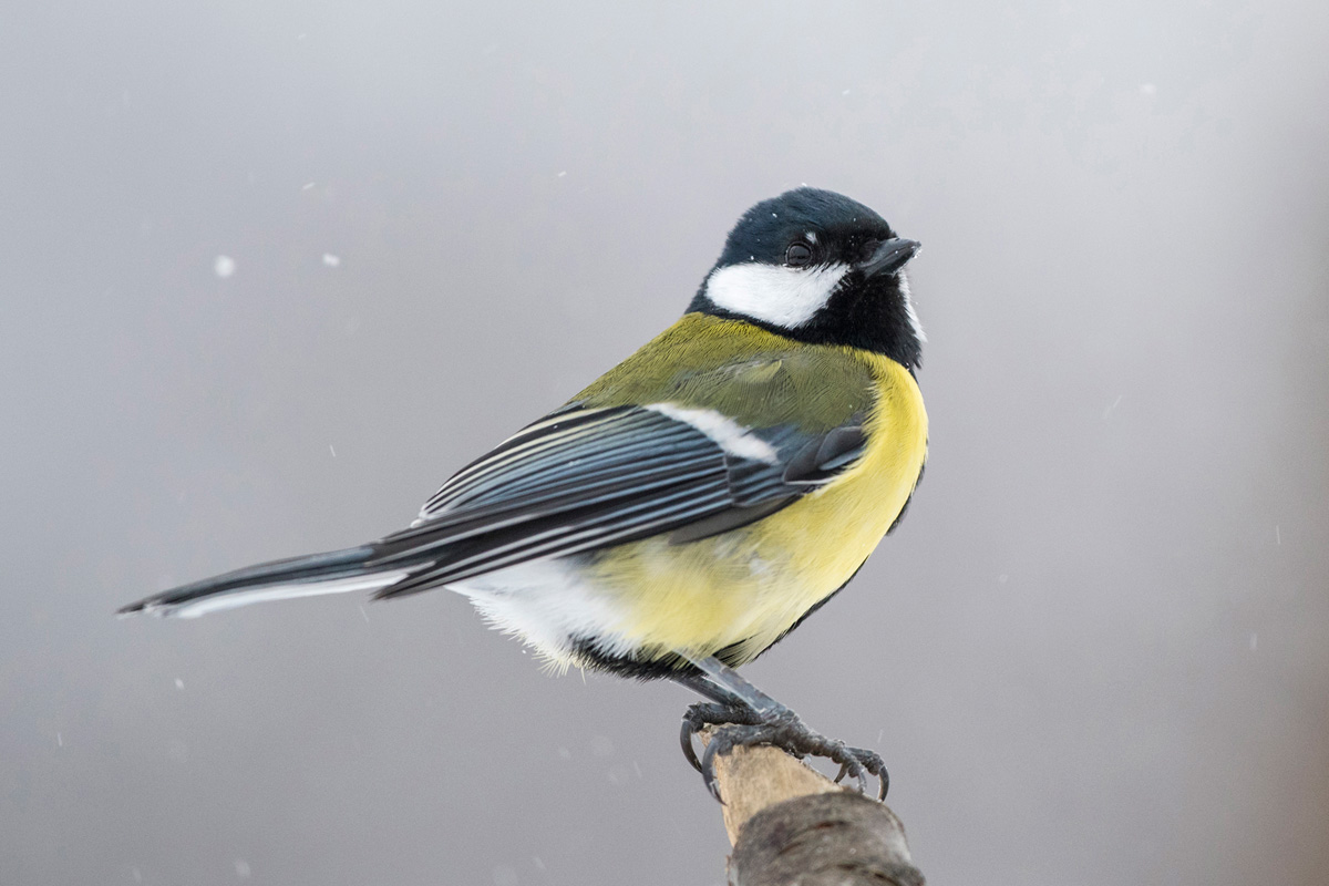 Great Tit