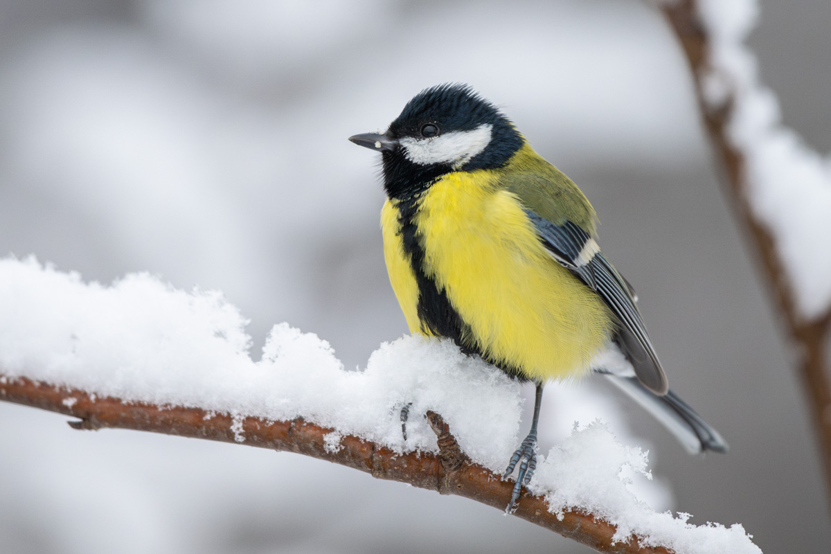 Great Tit