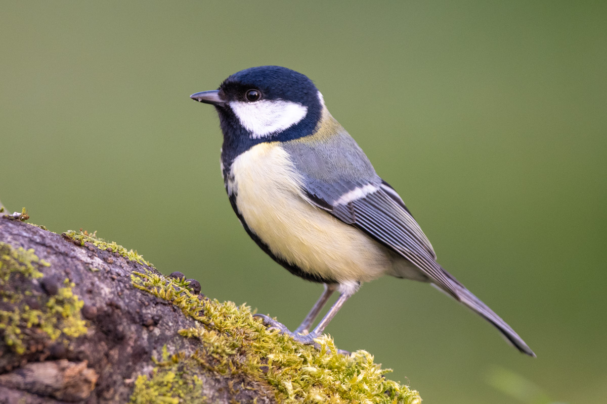 Great Tit