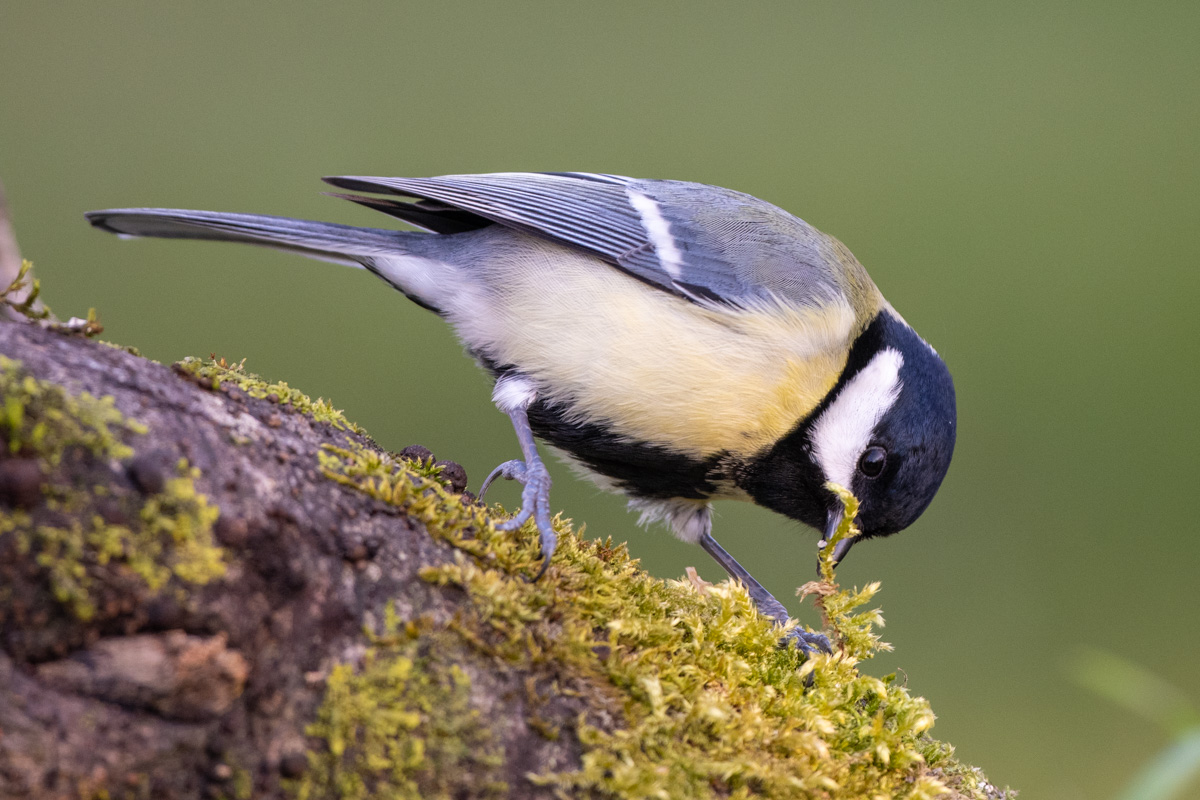 Great Tit