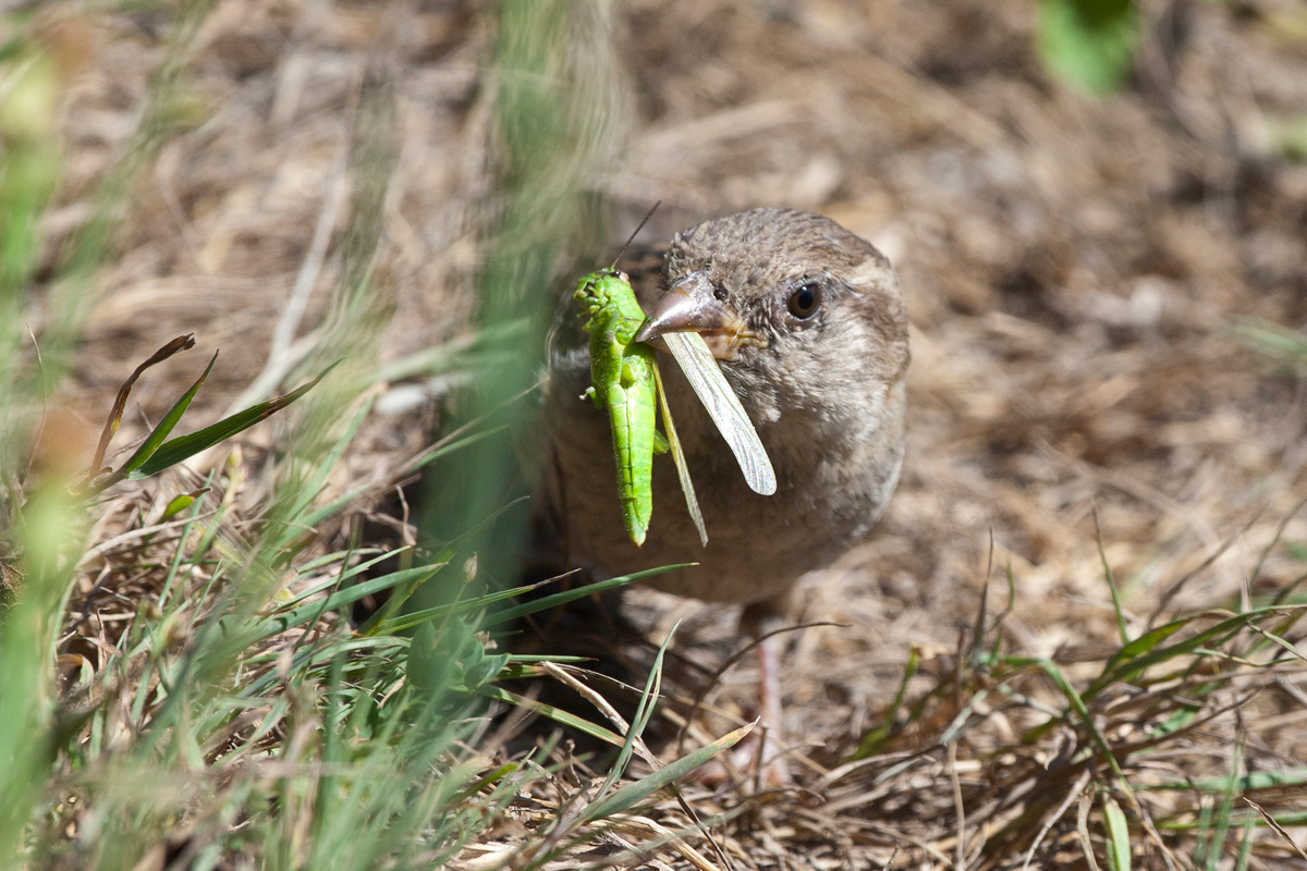House Sparrow