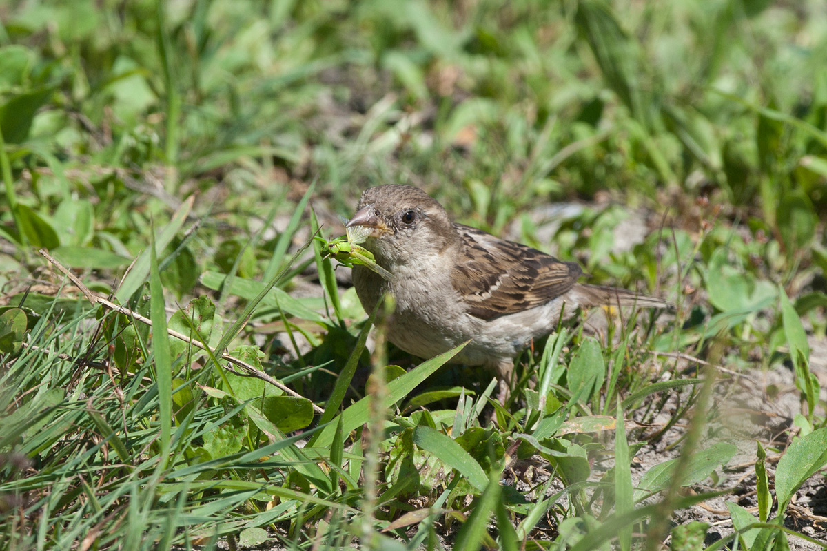 House Sparrow