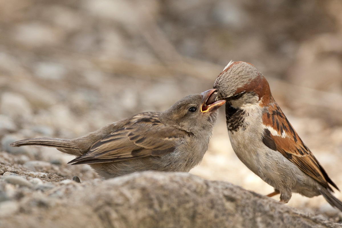 House Sparrow