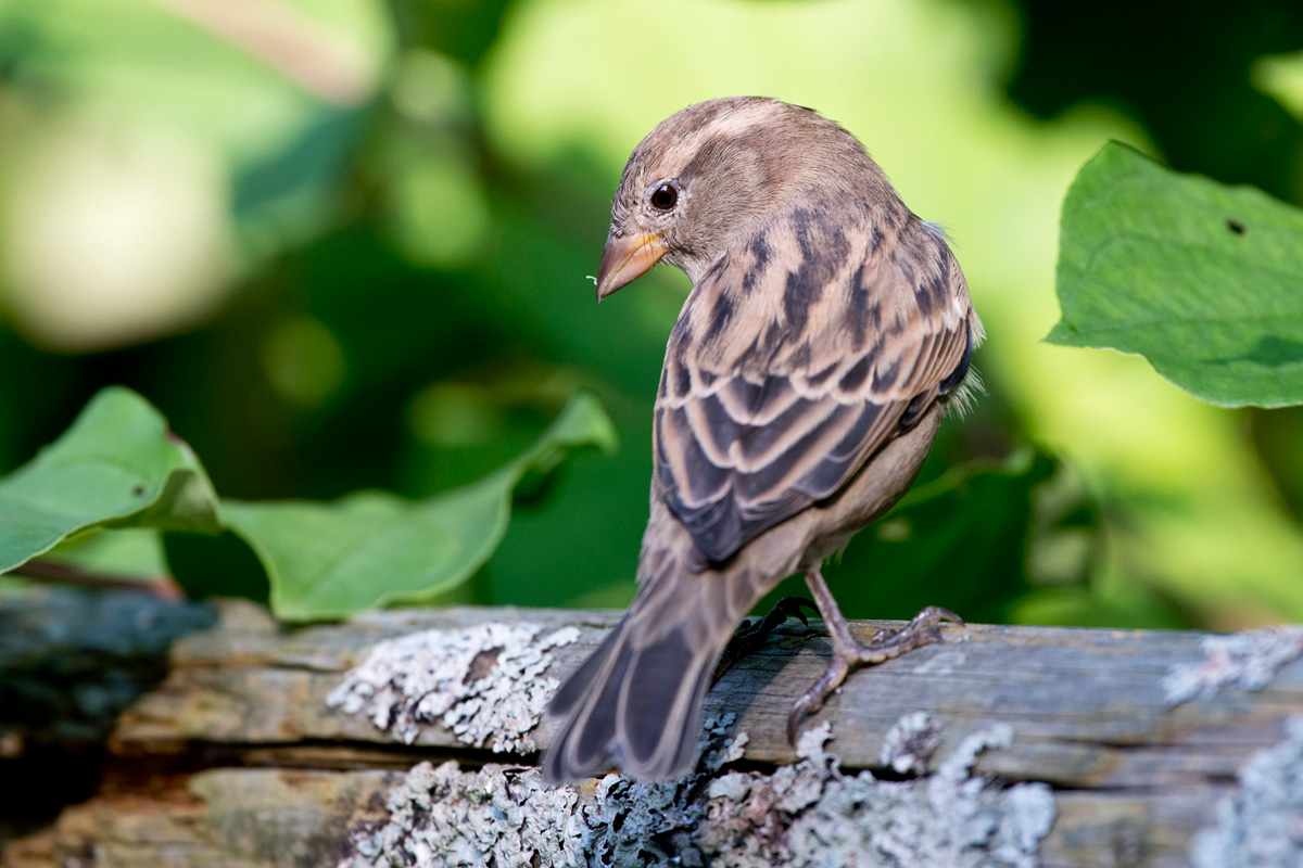 House Sparrow