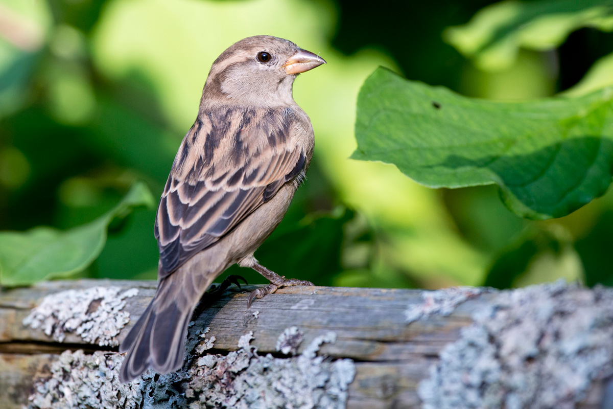 House Sparrow