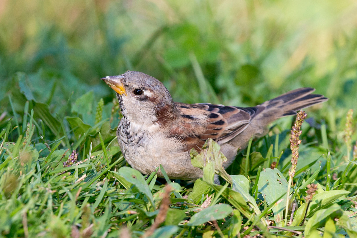 House Sparrow