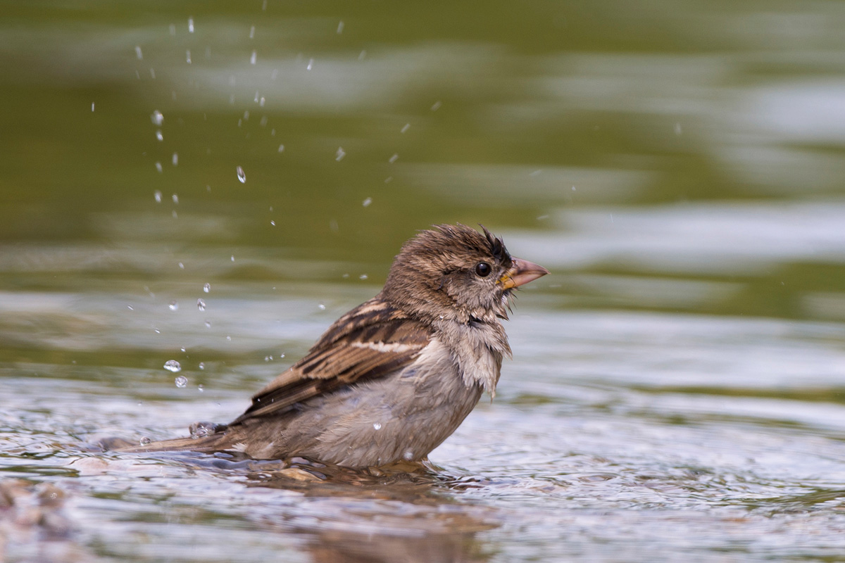 House Sparrow