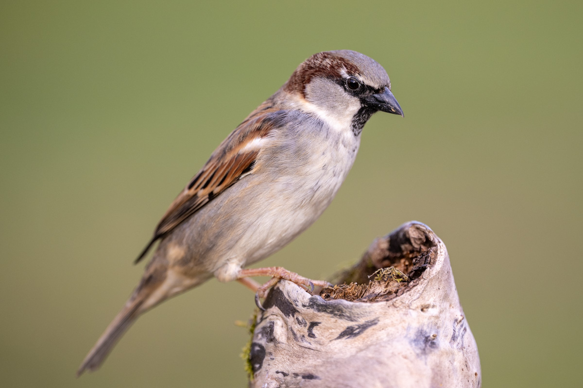 House Sparrow