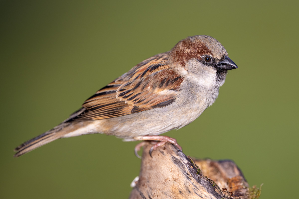 House Sparrow
