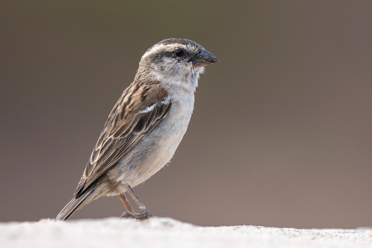 Iago Sparrow