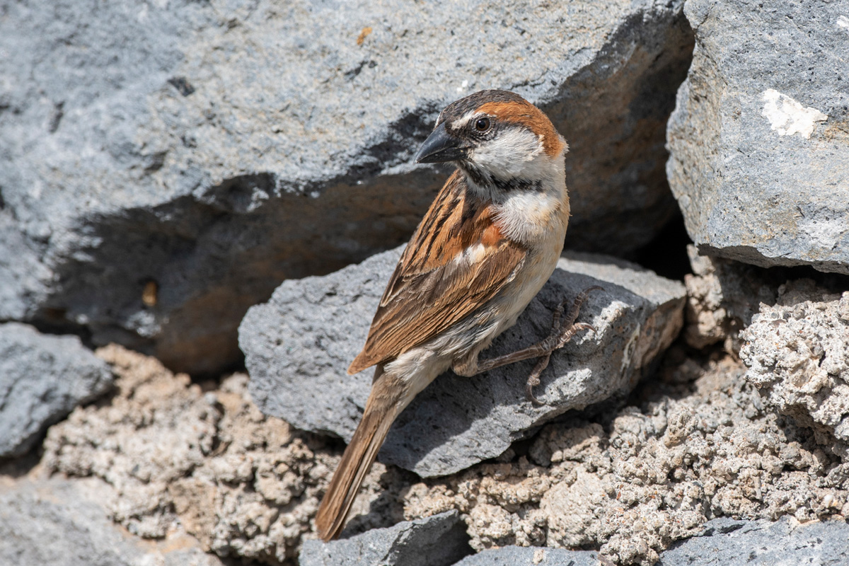 Iago Sparrow
