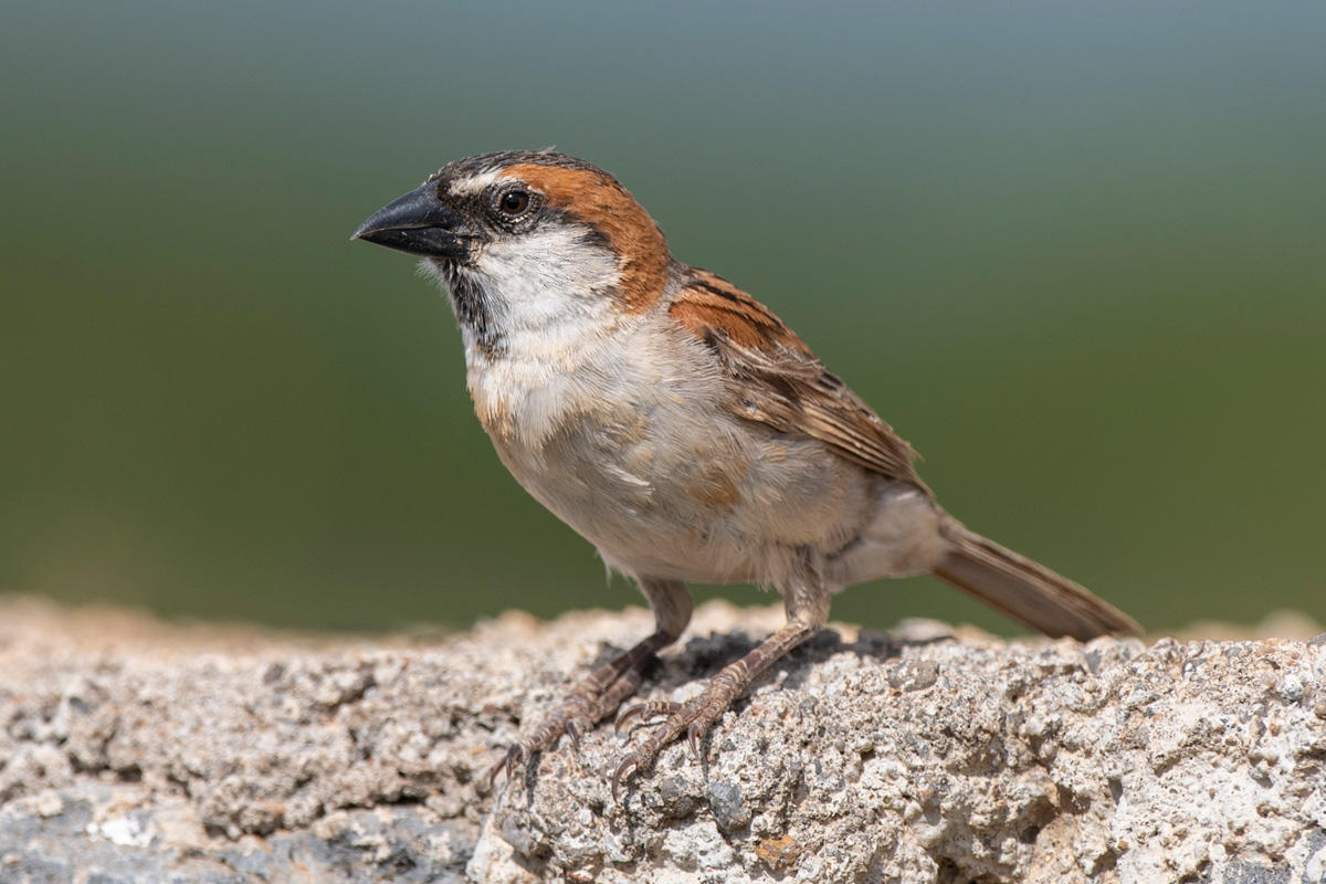 Iago Sparrow