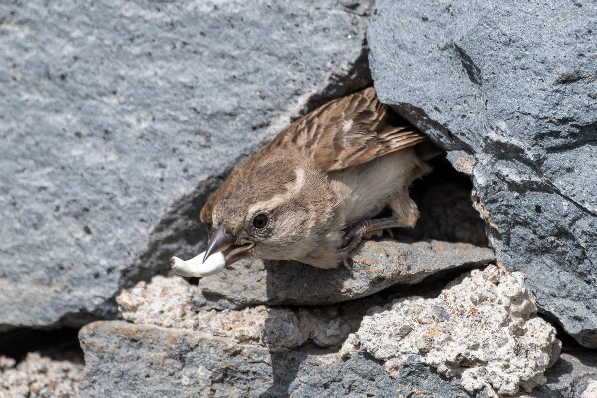 Iago Sparrow