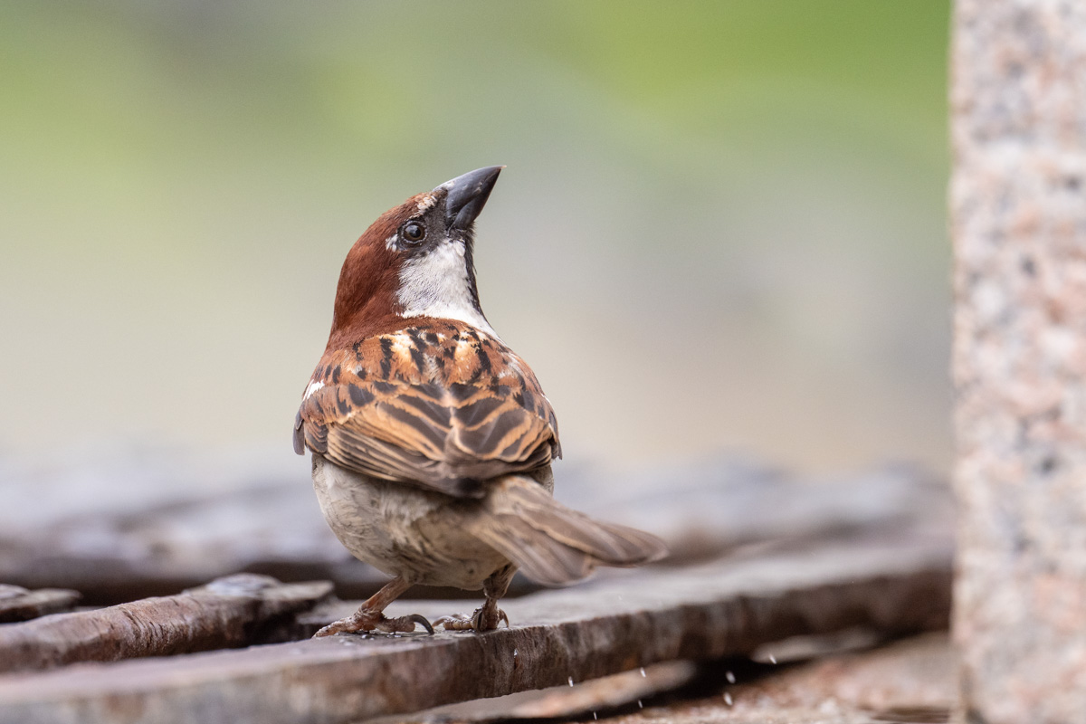 Italian Sparrow