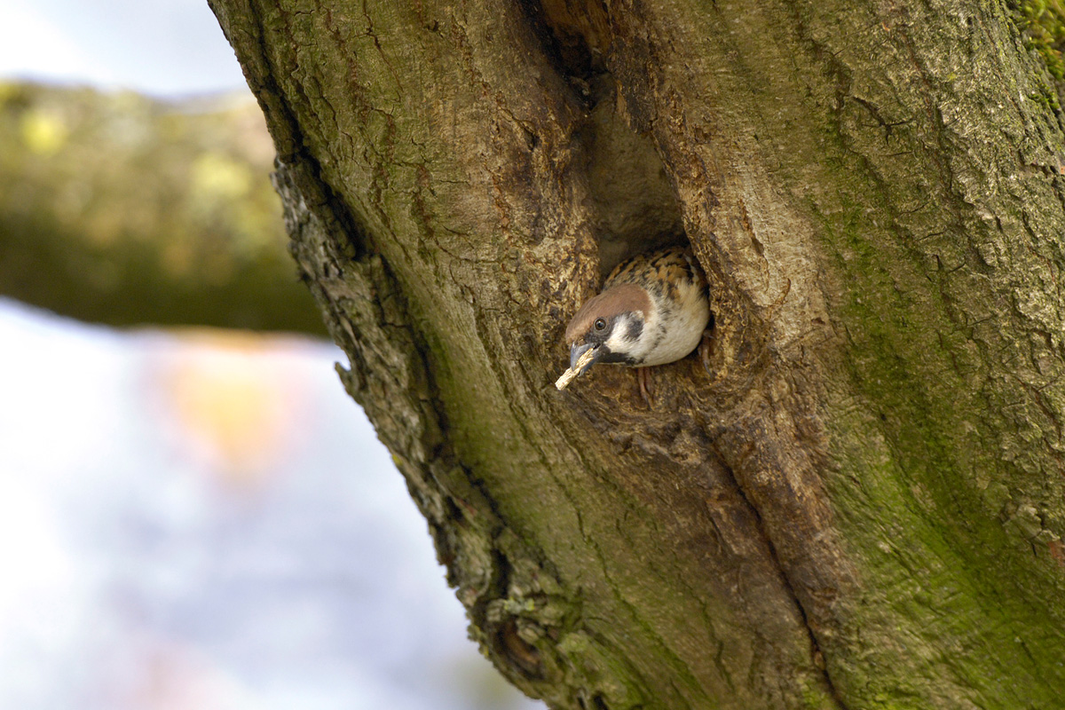 Eurasian Tree Sparrow