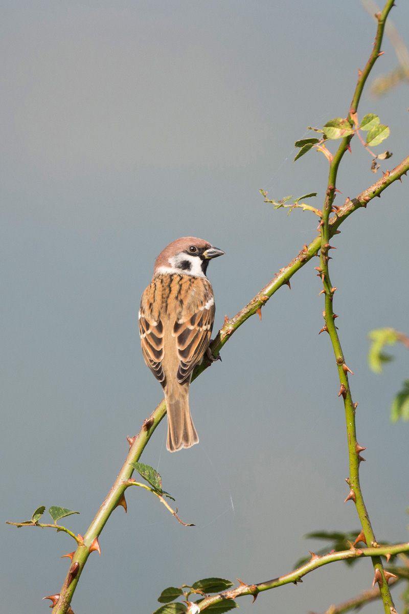 Eurasian Tree Sparrow