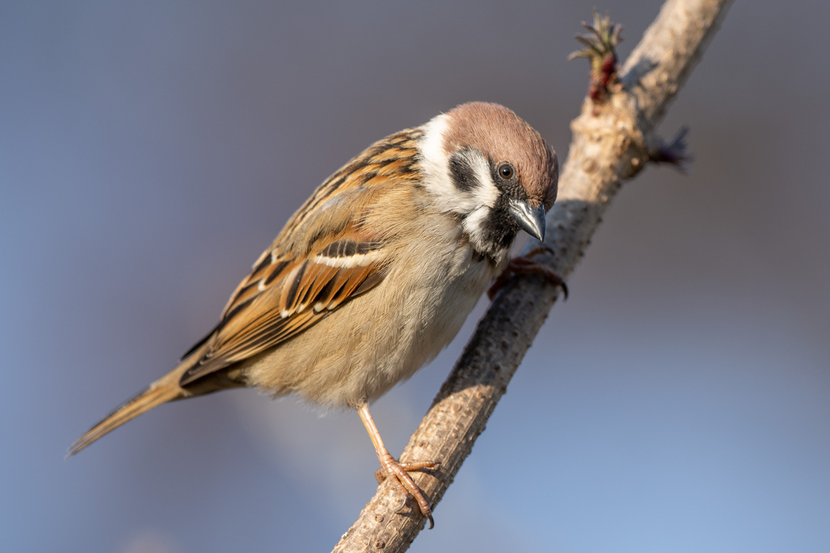Eurasian Tree Sparrow