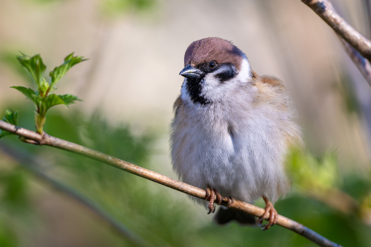 Eurasian Tree Sparrow
