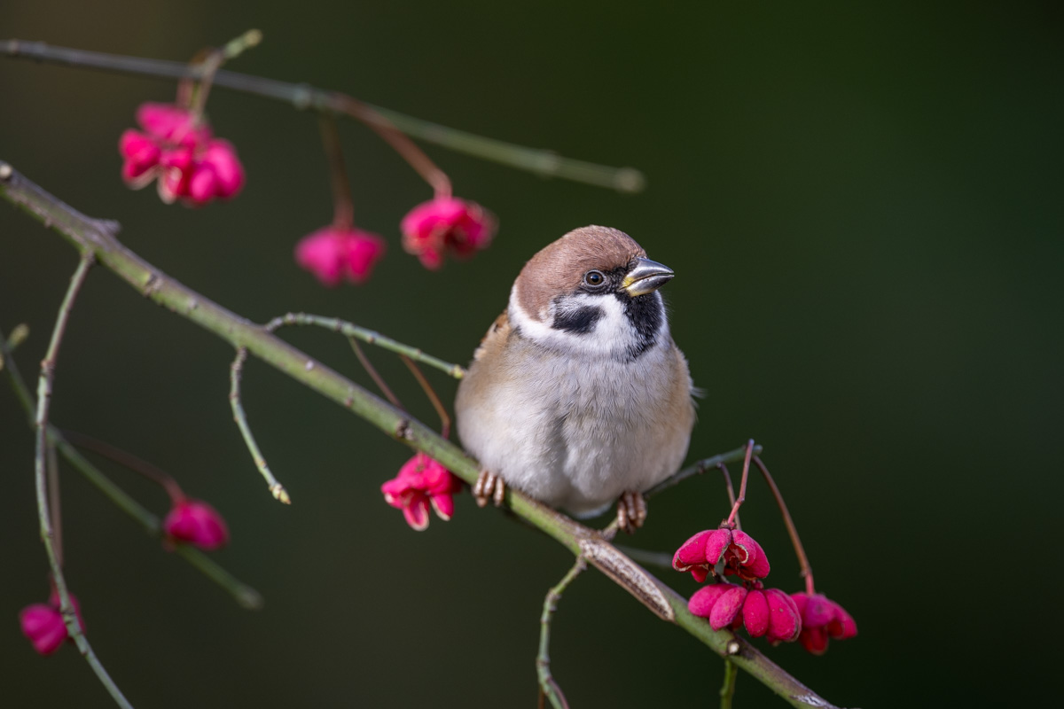 Eurasian Tree Sparrow