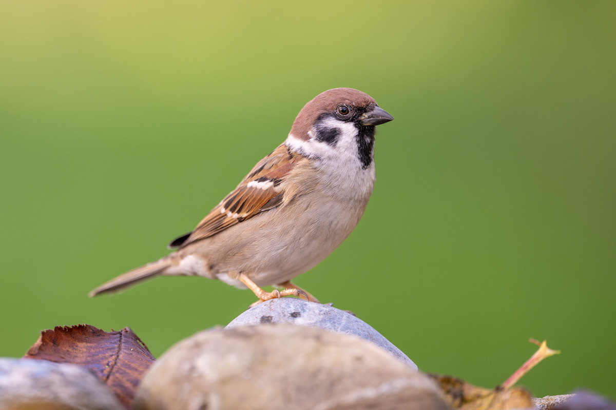 Eurasian Tree Sparrow