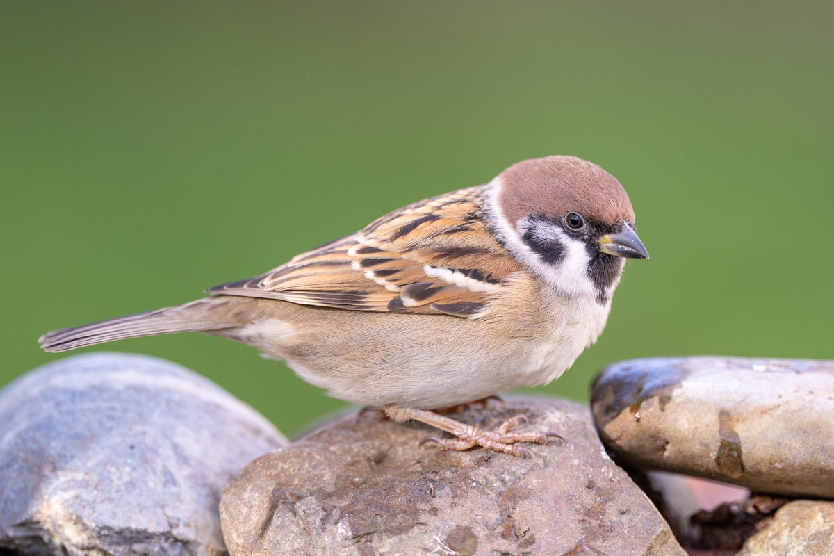 Eurasian Tree Sparrow