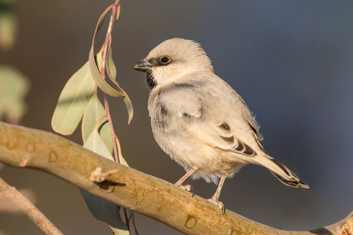 Desert Sparrow