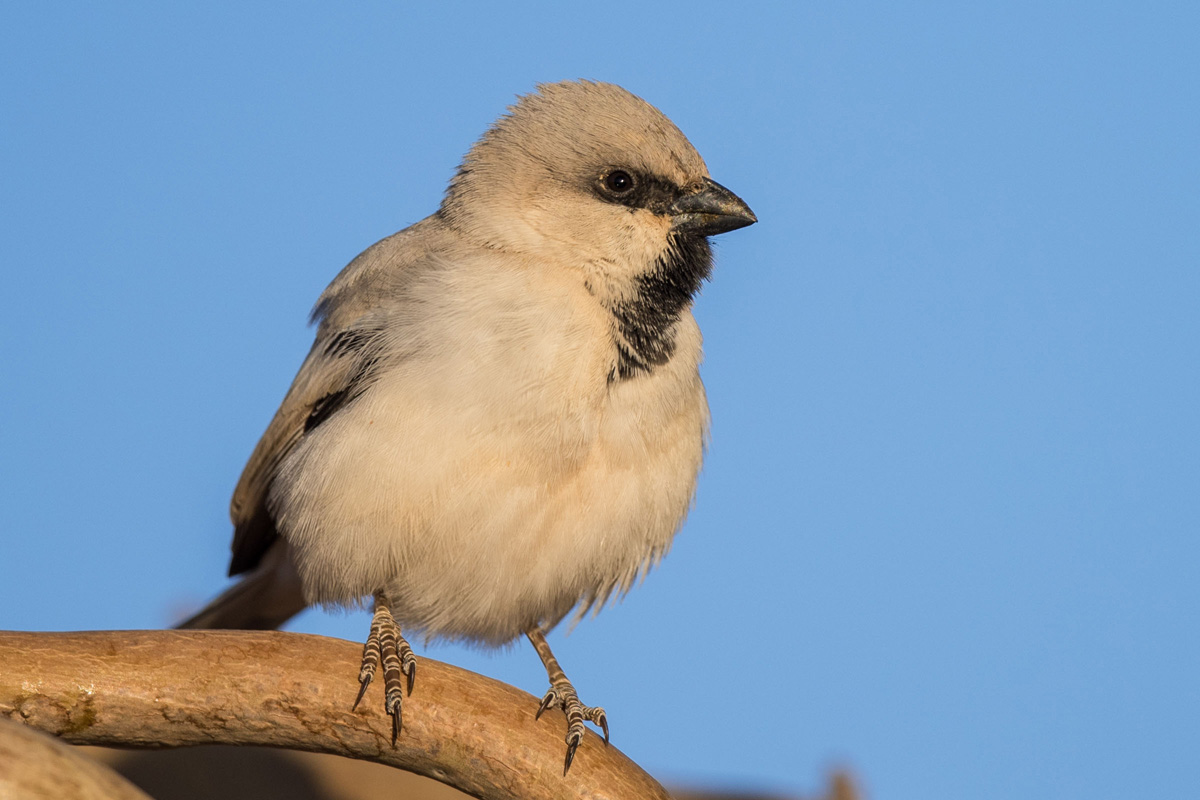 Desert Sparrow