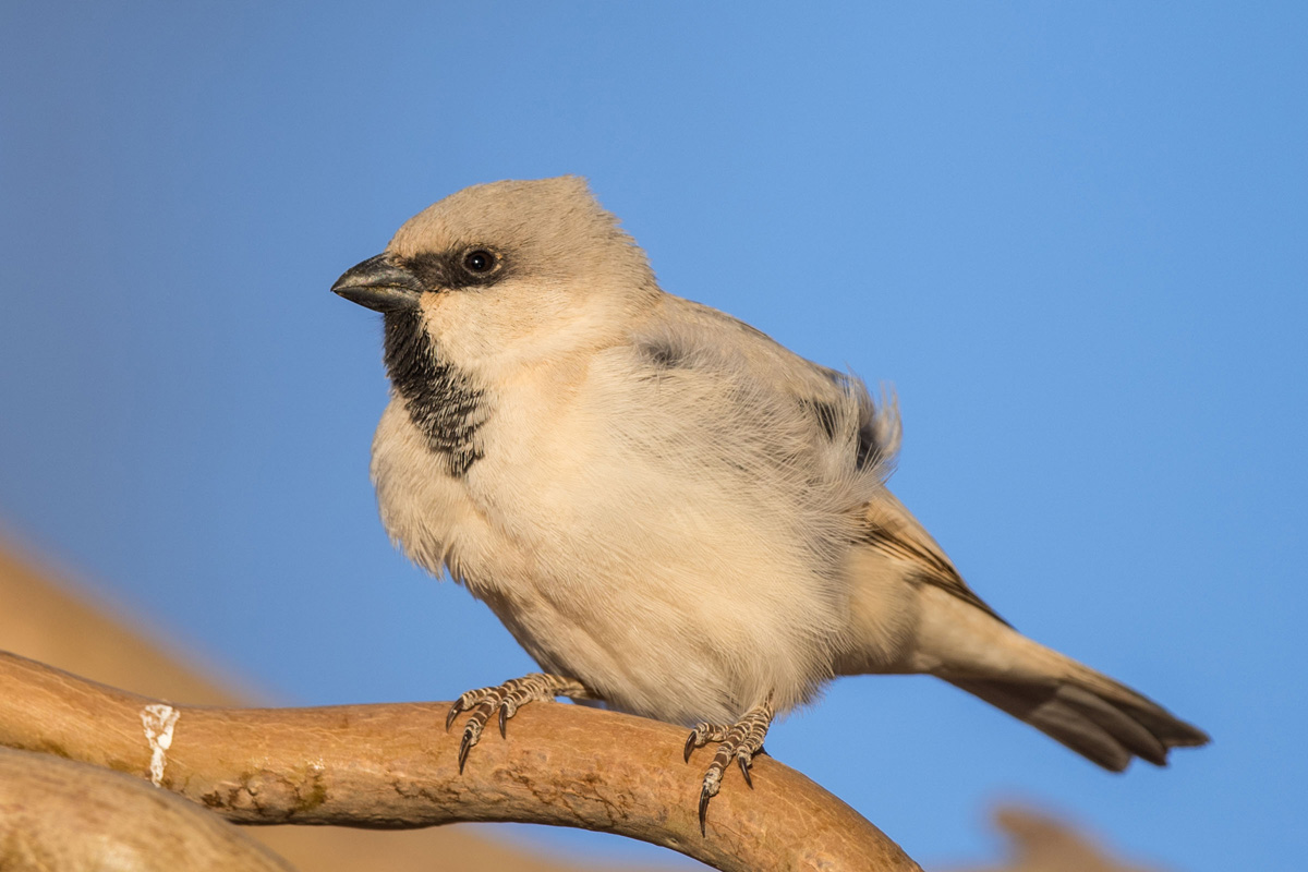 Desert Sparrow