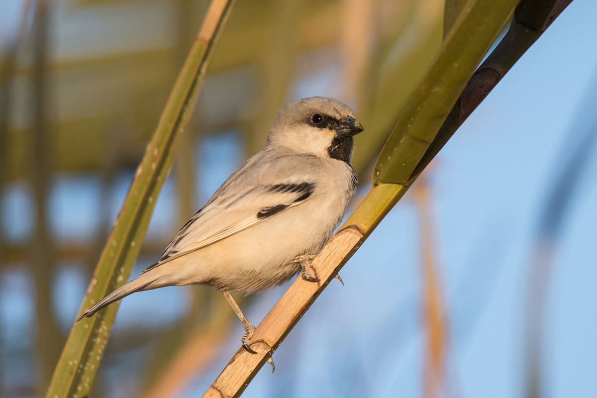 Desert Sparrow