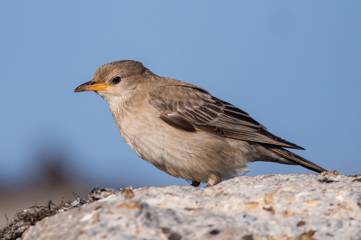 Rosy Starling Rosy Starling