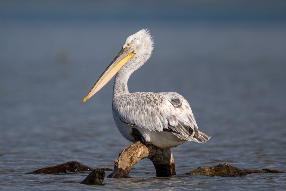 Dalmatian Pelican