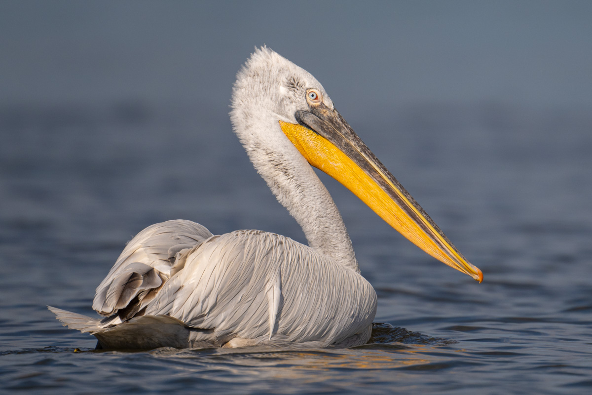 Dalmatian Pelican