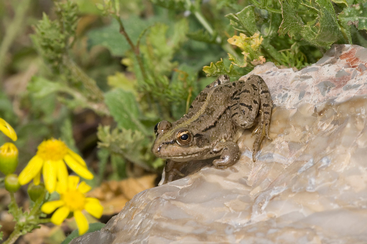 Bedriagas Wasserfrosch