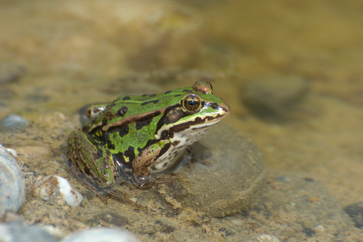 Kleiner Wasserfrosch