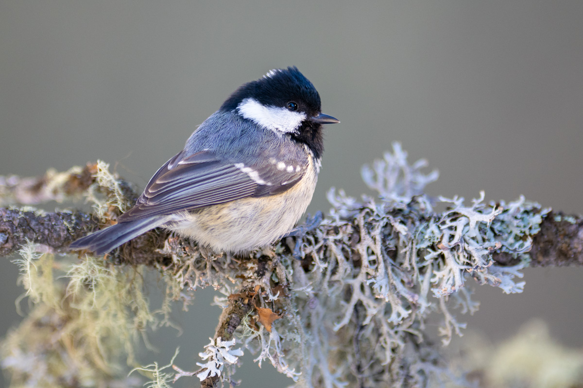 Coal Tit