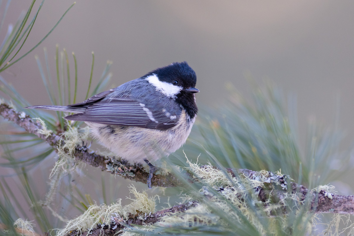 Coal Tit