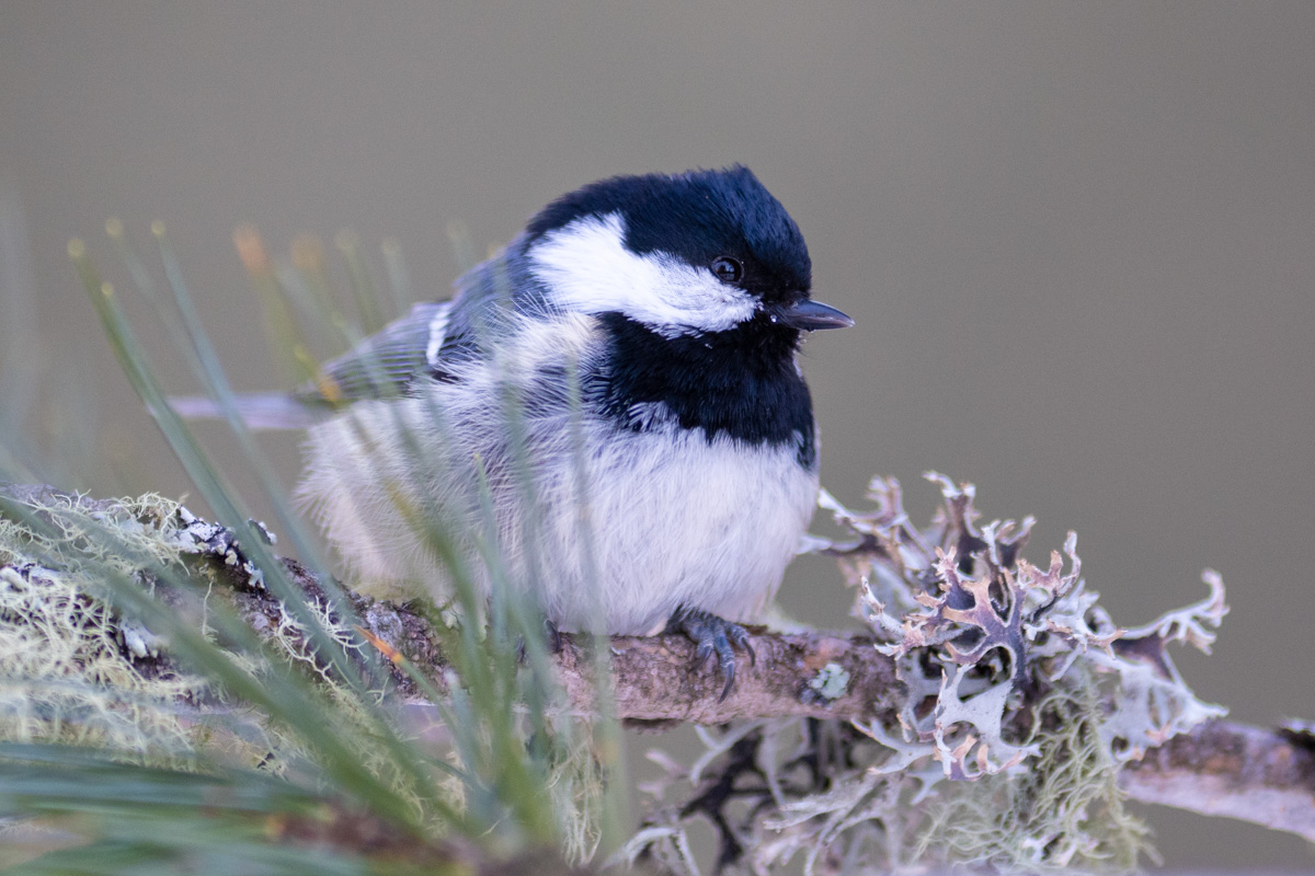 Coal Tit