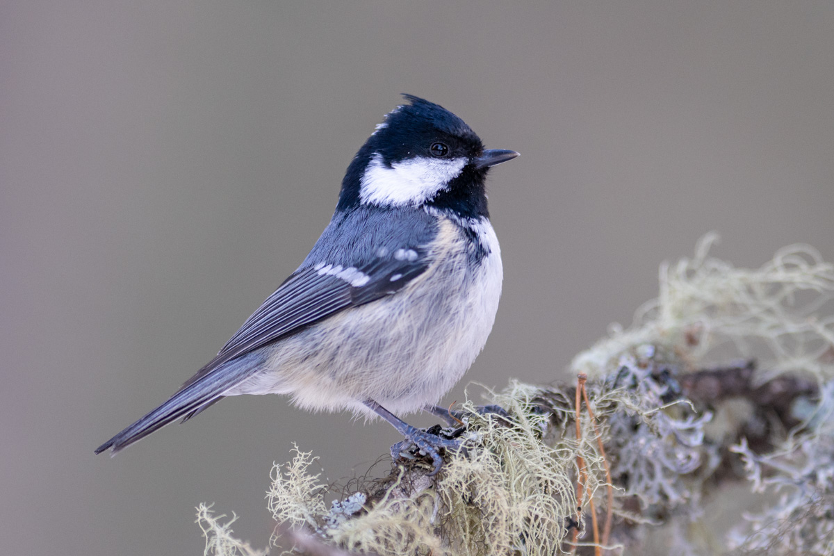 Coal Tit