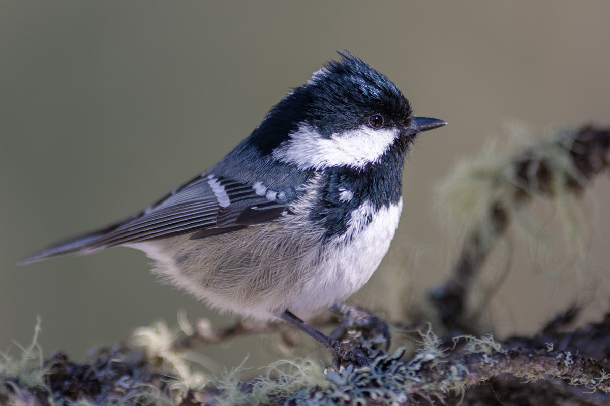 Coal Tit