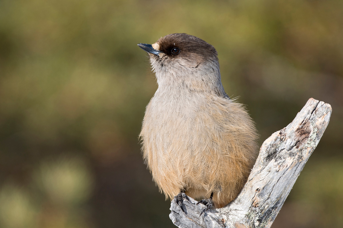 Siberian Jay